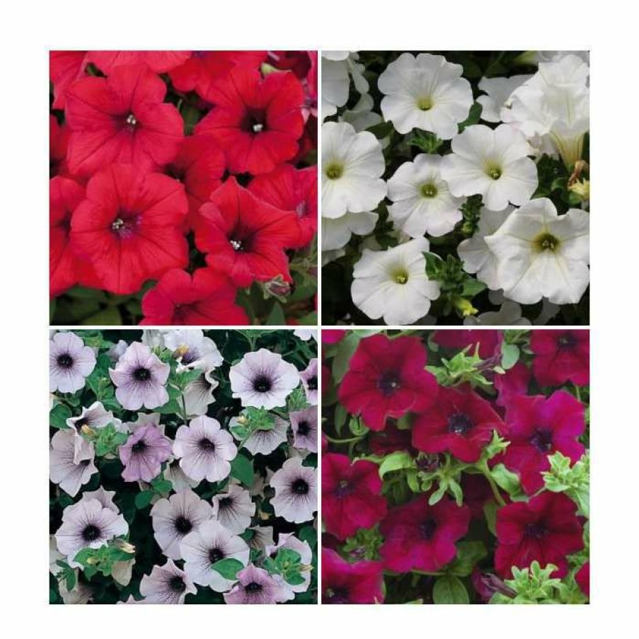 Bedding Plants * | 30 X Jumbo Plugs | Petunia Surfinia Collection | Hand-Picked By Experts