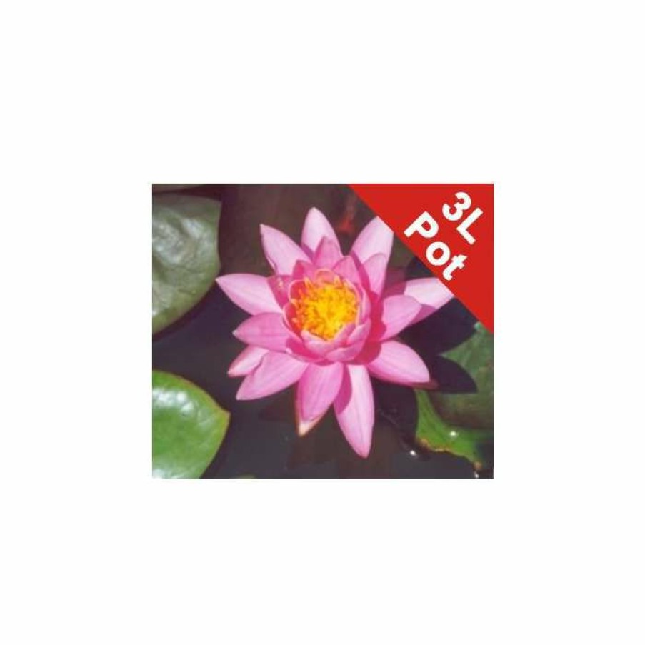 Pond Plants * | Large Double Petal Water Lily 'Madamme Wilfron Gonnere' Nymphaea 'Madamme Wilfron Gonnere' 3L Pot