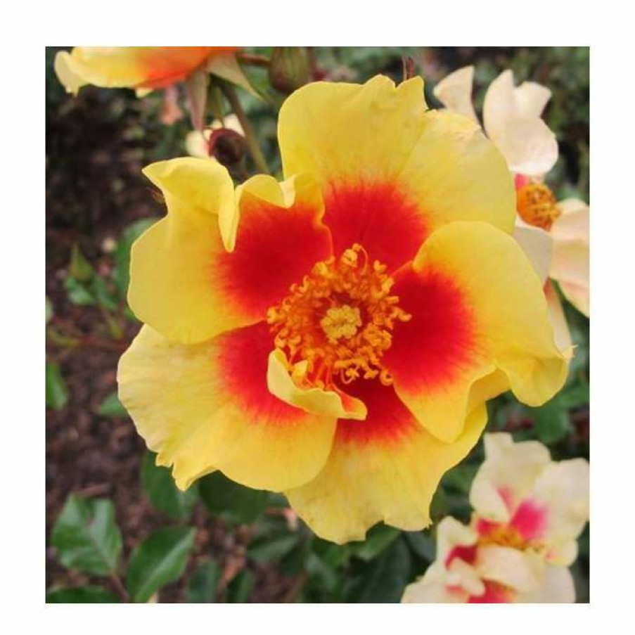 Ornamental Shrubs * | Eye Of The Tiger' Bush Rose 4L Pot