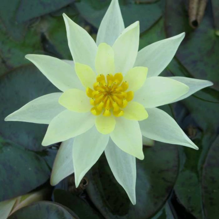 Pond Plants * | Nymphaea Pygmaea 'Helvola' | Water Lily