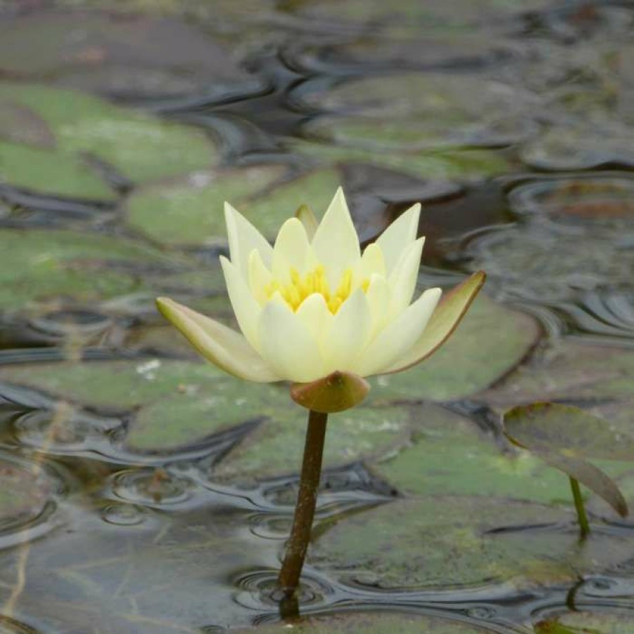 Pond Plants * | Nymphaea Pygmaea 'Helvola' | Water Lily