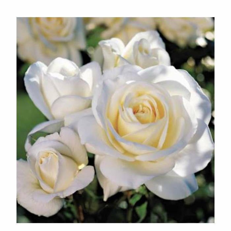 Ornamental Shrubs * | White Patio' Patio Rose 5.5L Pot