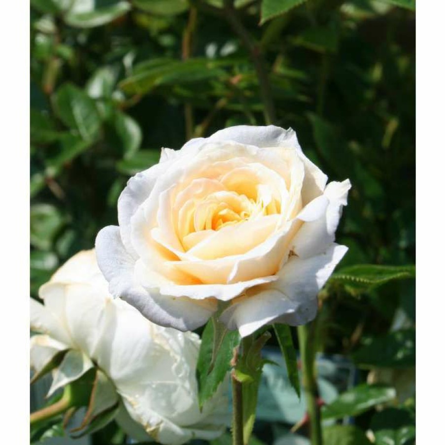 Ornamental Shrubs * | White Patio' Patio Rose 5.5L Pot