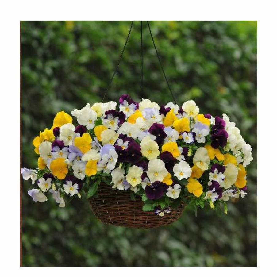 Bedding Plants * | Pansy Cool Wave Mixed Speed Planter For Hanging Baskets