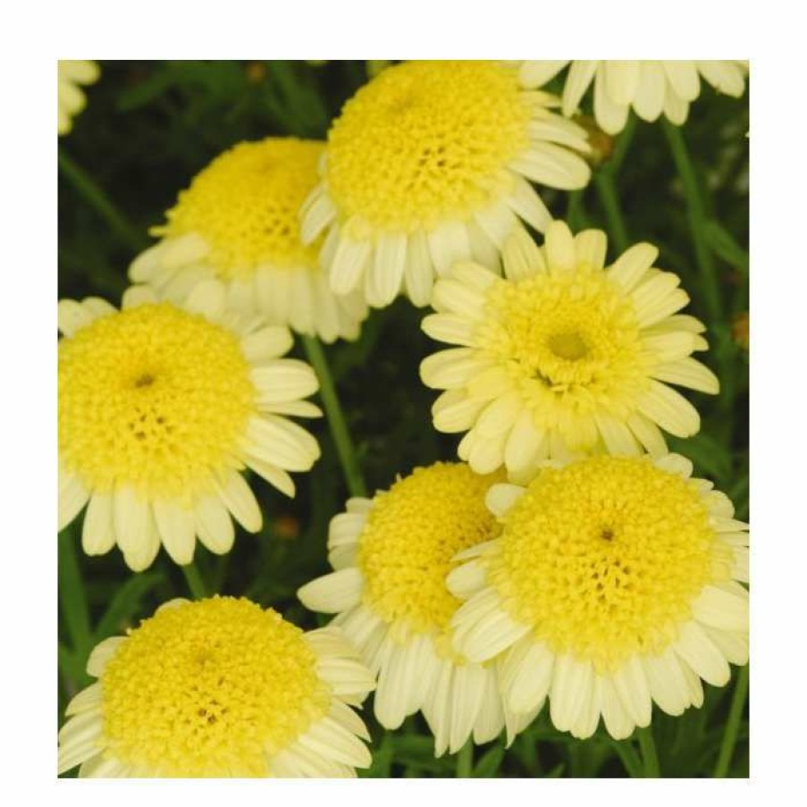 Bedding Plants * | Argyranthemum 'Maderia Crested Yellow' | Pack Of 5 Plug Plants