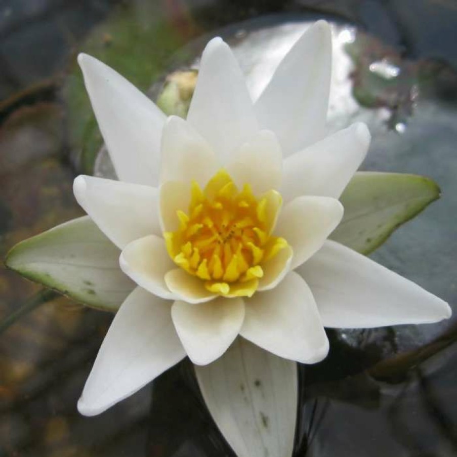 Pond Plants * | 2L Dwarf Water Lily 'Alba' Nymphaea 'Pygmaea Alba' 2L Pot