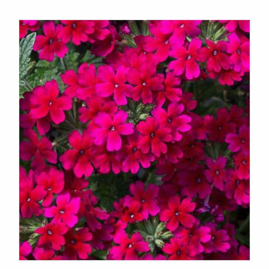 Bedding Plants * | Verbena Showboat 'Burgundy' | Bedding | 5 X Large Plugs