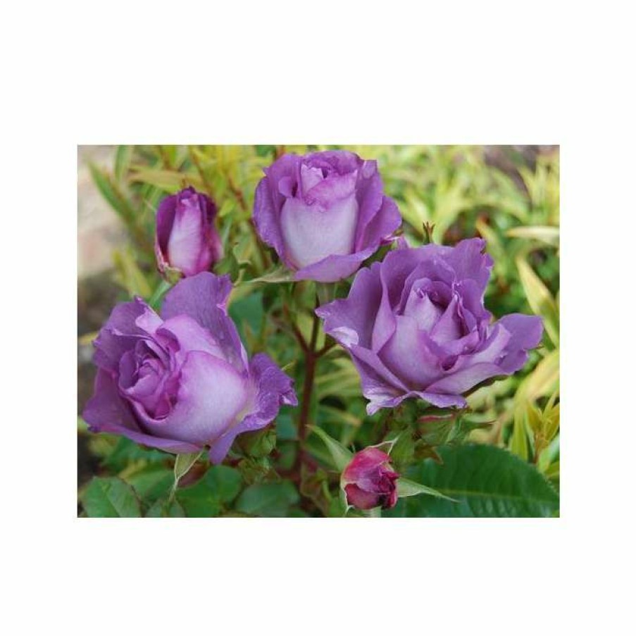 Rose Bushes * | Blue For You' Bush Rose 5.5L Pot