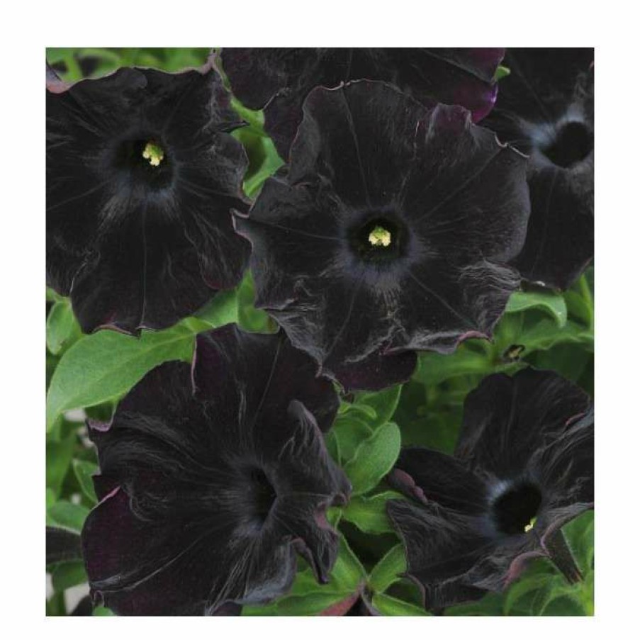 Bedding Plants * | Petunia 'Black Velvet' | Bedding | 5 X Large Plugs