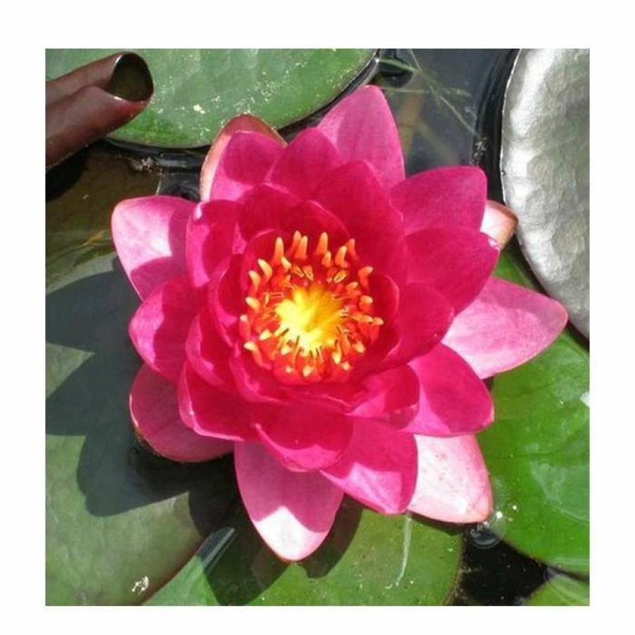 Pond Plants * | Large Water Lily 'James Brydon' Nymphaea 'James Brydon' 3L Pot