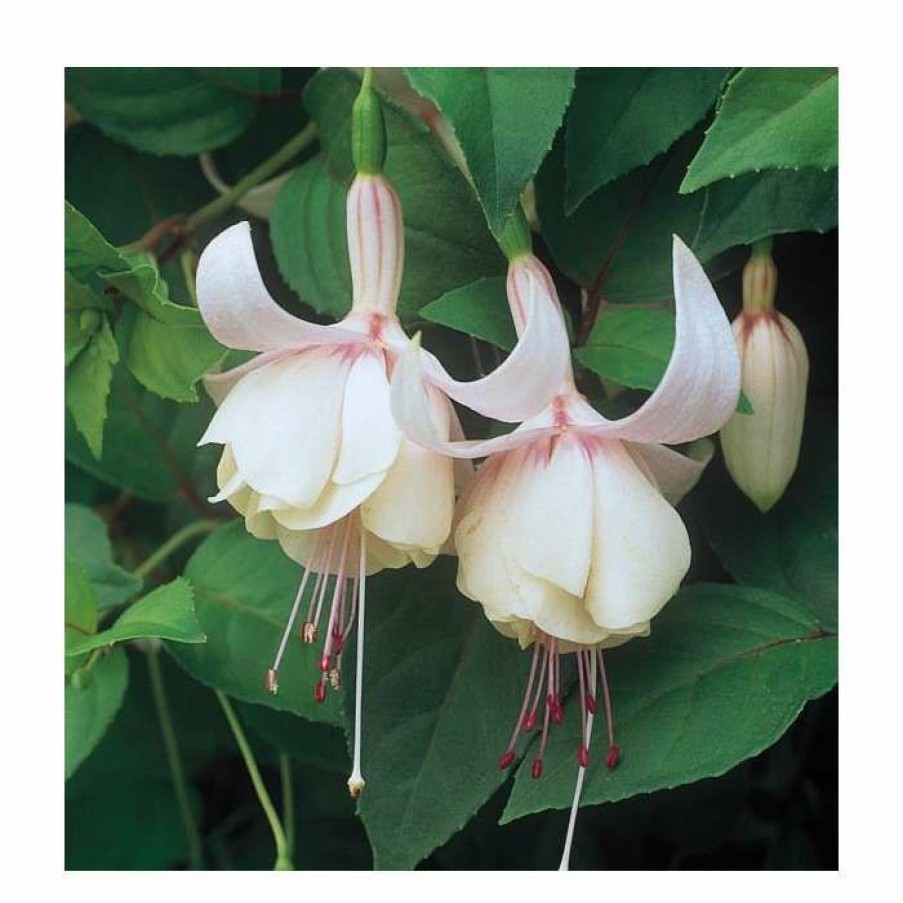 Bedding Plants * | Upright Fuchsia 'Annabel' | Pack Of 5 Plug Plants