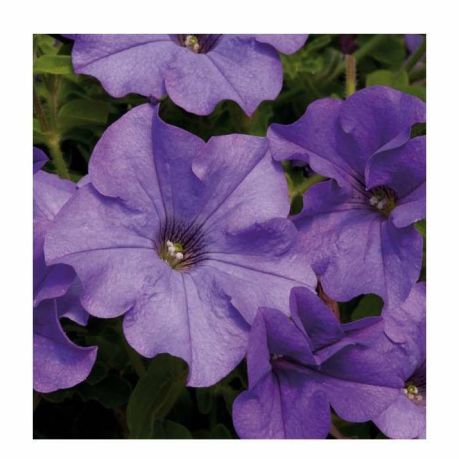 Bedding Plants * | Petunia Surfinia 'Heavenly Blue' | Bedding | 5 X Large Plugs