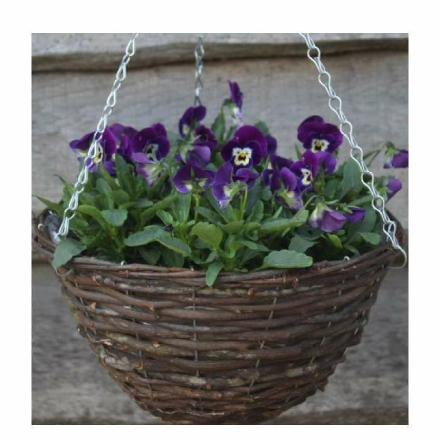 Bedding Plants * | Viola 'Deep Marina Petite' | 30Cm Rattan Hanging Basket