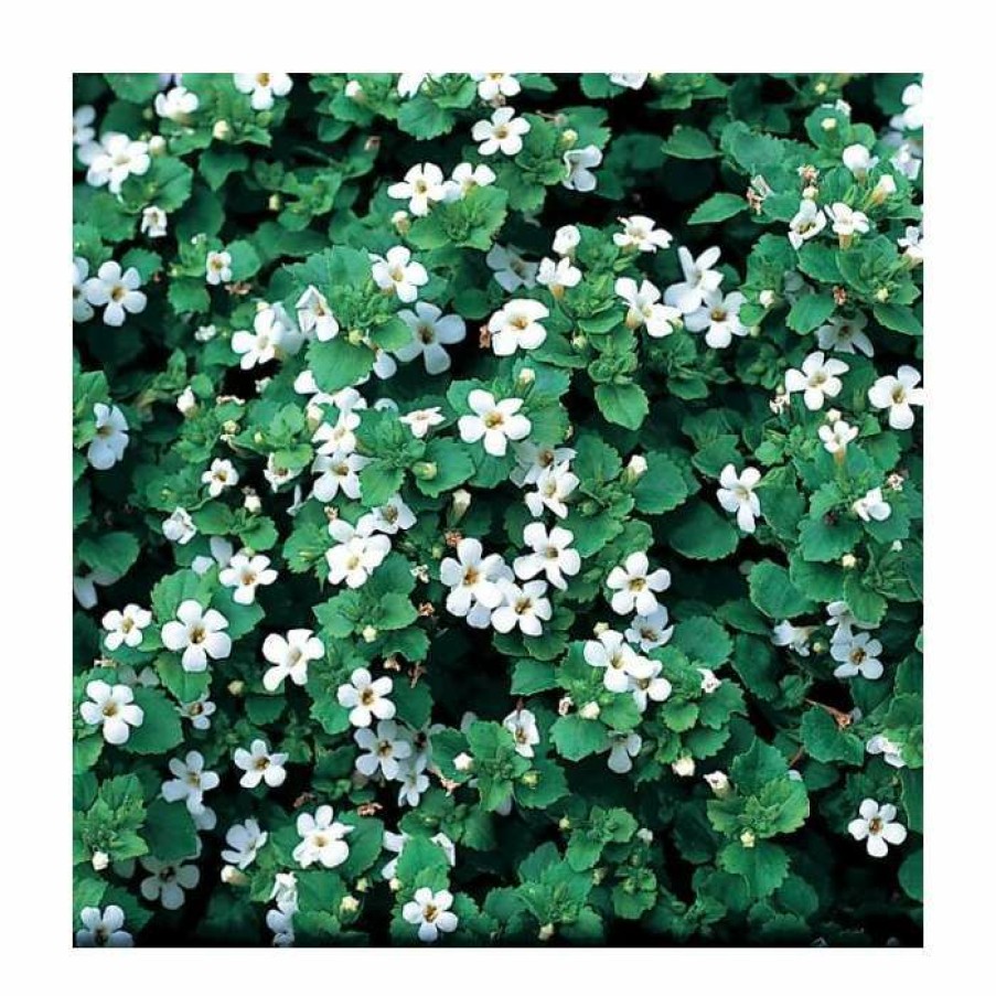 Bedding Plants * | Bacopa 'Snowflake' | 9Cm Pot