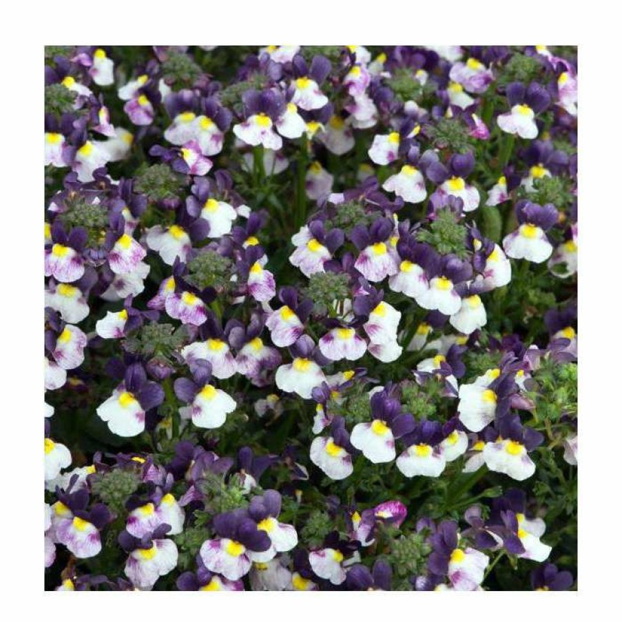 Bedding Plants * | Nemesia Sundae 'Blueberry Ice' | Bedding | 5 X Large Plugs