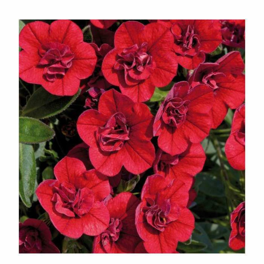 Bedding Plants * | Calibrachoa 'Can-Can Double Red' | Pack Of 5 Plug Plants