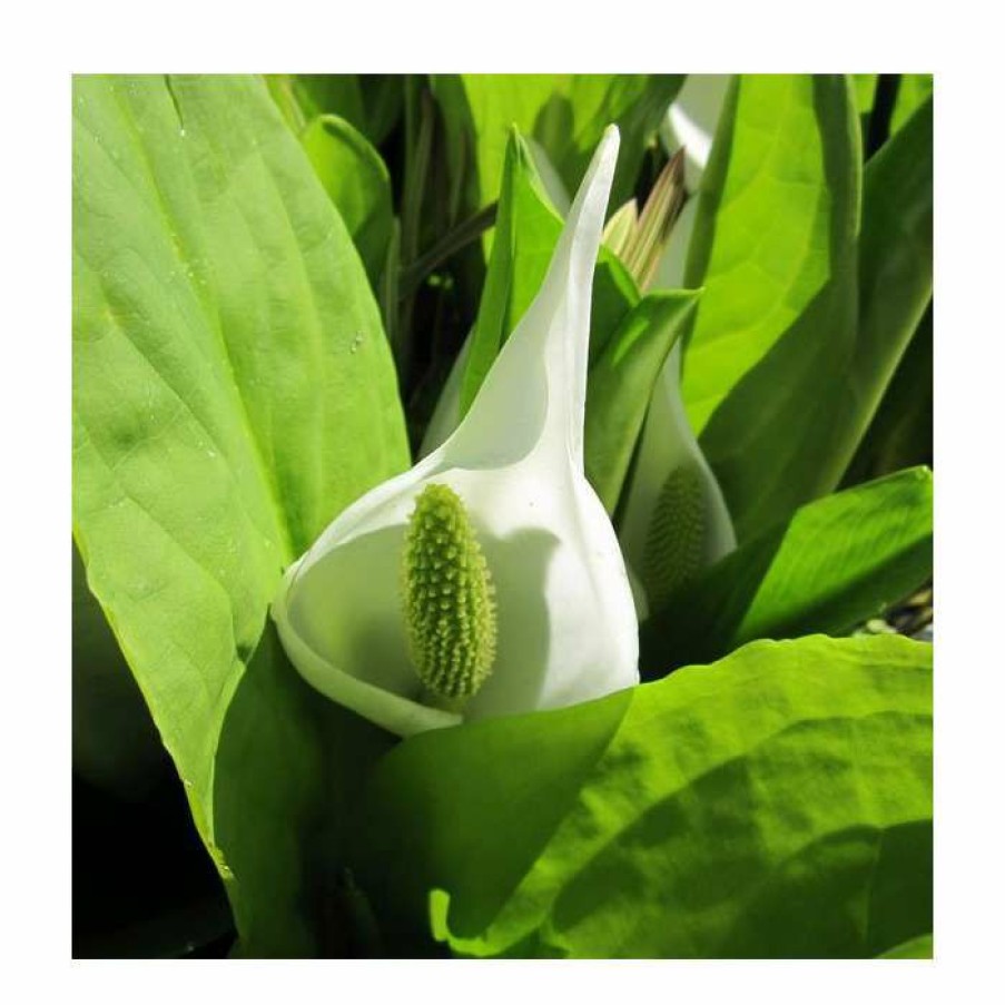 Pond Plants * | Asian Skunk Cabbage | Lysichiton Camtschatcensis